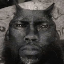 kevin hart cat Meme Template