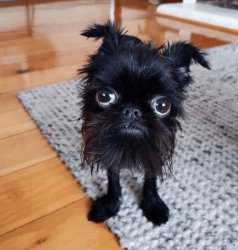 tiny confused dog Meme Template