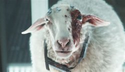 Resting Sheep Face Meme Template