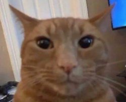 orange cat staring Meme Template