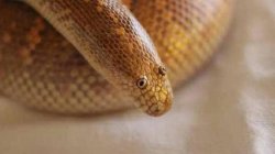 Arabian Sand Boa Can You Don't Meme Template