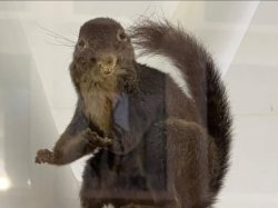 Bad Taxidermy Squirrel Meme Template