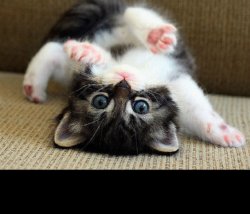 Kitten Meme Template