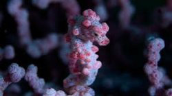 SeaHorse Meme Template