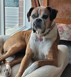 Boxer dog Meme Template
