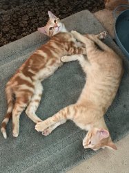 Nemo and Carrot Meme Template