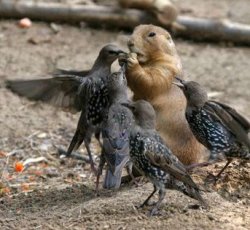 Interspecies Competition Meme Template