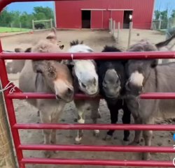 Even Asses can put their heads together Meme Template
