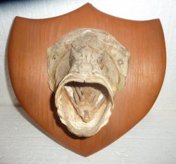 fish head trophy Meme Template
