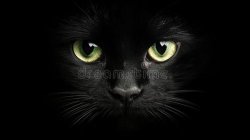 Black cat Meme Template