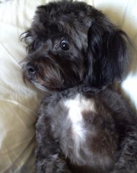 Shock and awwww Meme Template