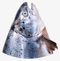 Fish head Meme Template