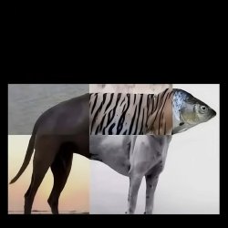 Fish Meme Template
