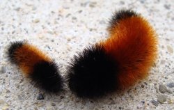 WOOLLY BEAR CATEPILLAR Meme Template