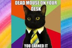 bus cat Meme Template