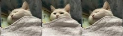 Cat Wake up Meme Template