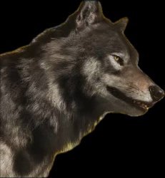 Ghost of Yotei Wolf Meme Template