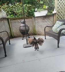 Peacockin’ Meme Template