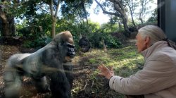 Gorilla Jane Goodall Meme Template