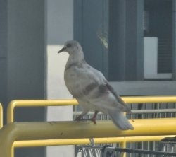 Chicken? Meme Template