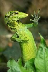 lizard Meme Template