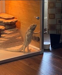 Beardie watching Meme Template