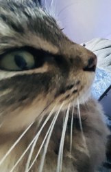 Oh No (Cooper the Mainecoon) Meme Template