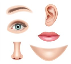 human facial features Meme Template
