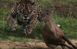 Leopard vs deer Meme Template