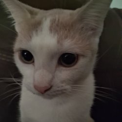 Kitty no co-owner Meme Template