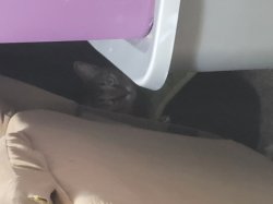 Ominous cat image Meme Template