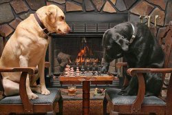 Dogs Playing Chess Meme Template