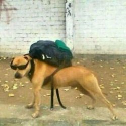 Dogesh school bag meme Meme Template