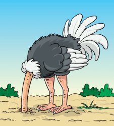 Ostrich head in sand Meme Template