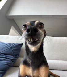 Funny dog Meme Template