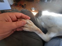 Hand holding dying dog Meme Template