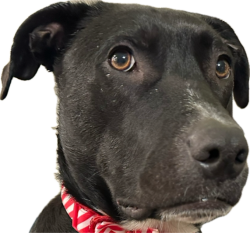 Puppy O’ Meme Template