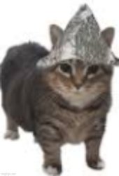 tin foil hat cat Meme Template
