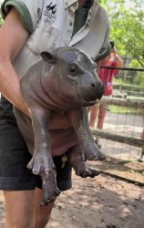 Mars Pygmy hippo Meme Template