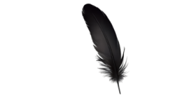 Feather png Meme Template