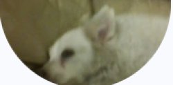 my dog max Meme Template