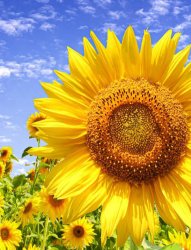 Sunflower Meme Template