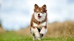 Dog running Meme Template