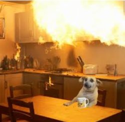 dog in kitchen on fire Meme Template