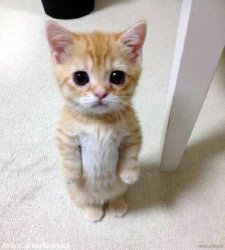 cute kitty Meme Template