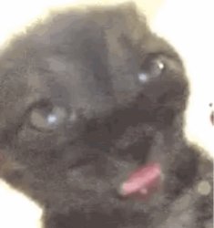 Sleepy black cat Meme Template