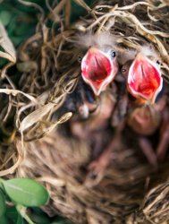 Baby Bird Feeding open mouths Meme Template