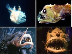 Ugly fishes Meme Template