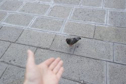 Awkward Pidgeon Meme Template