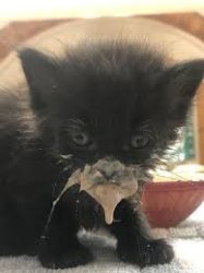 Kitten Eating Meme Template